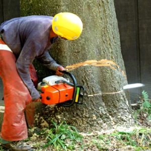 Tree-Removal