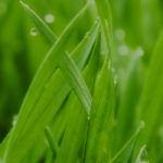 Close-up of grass covered with dew